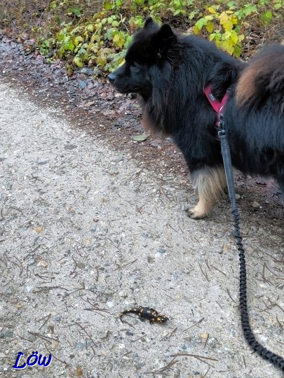 8.12.2025 - Howard bewacht den Winterdrachen